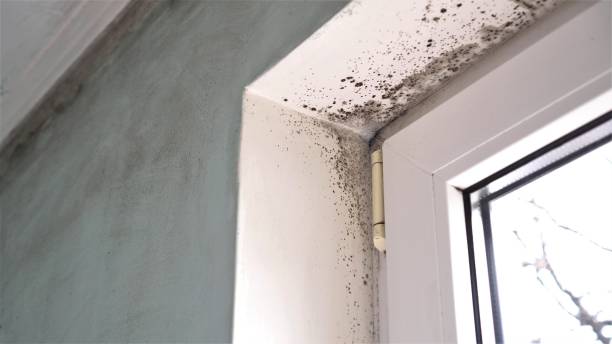 Best Fast Mold Removal  in Ross, OH