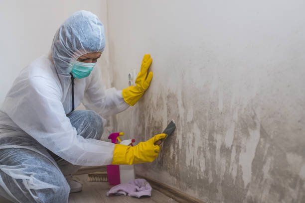 Best Certified Mold Removal  in Ross, OH