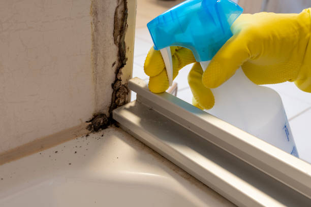 Best Attic Mold Removal  in Ross, OH