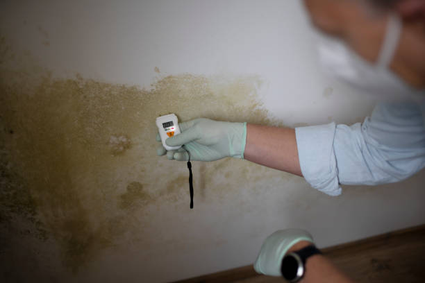 Best Local Mold Removal Service  in Ross, OH