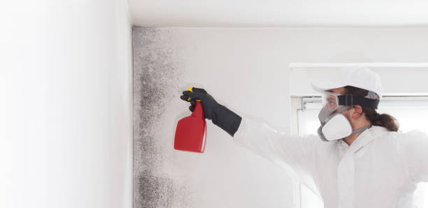 Best Mold Damage Repair  in Ross, OH