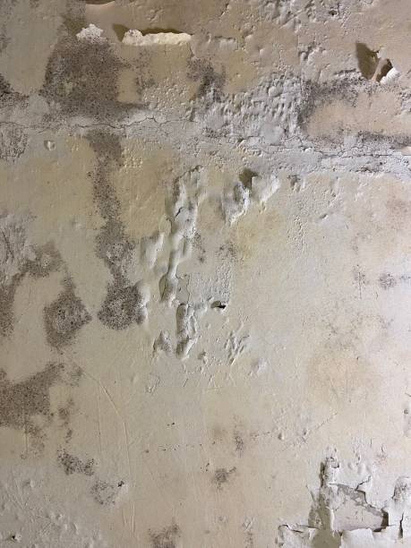 Best Best Mold Removal Companies  in Ross, OH