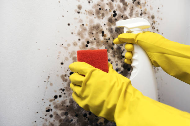 Best Certified Mold Removal  in Ross, OH