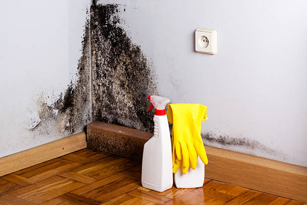 Best Mold Removal Company Near Me  in Ross, OH