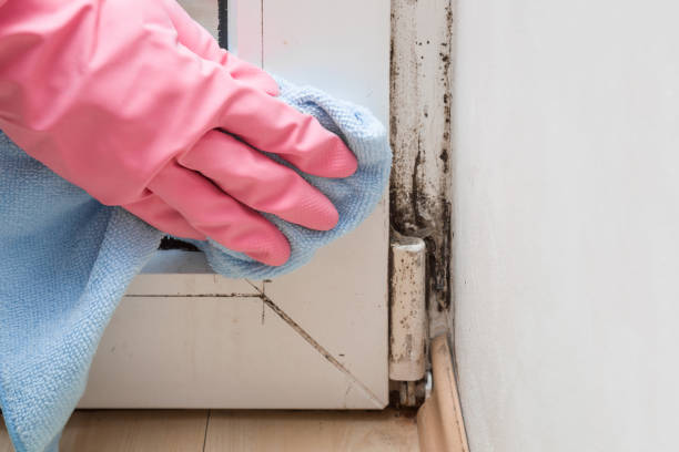 Best Crawl Space Mold Removal  in Ross, OH