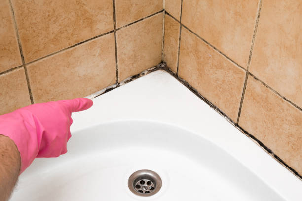 Best Commercial Mold Removal  in Ross, OH